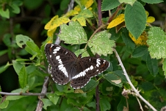David Plant Photography - Wildlife Photography - White admiral - C